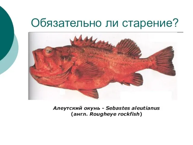 Обязательно ли старение? Алеутский окунь - Sebastes aleutianus (англ. Rougheye rockfish)