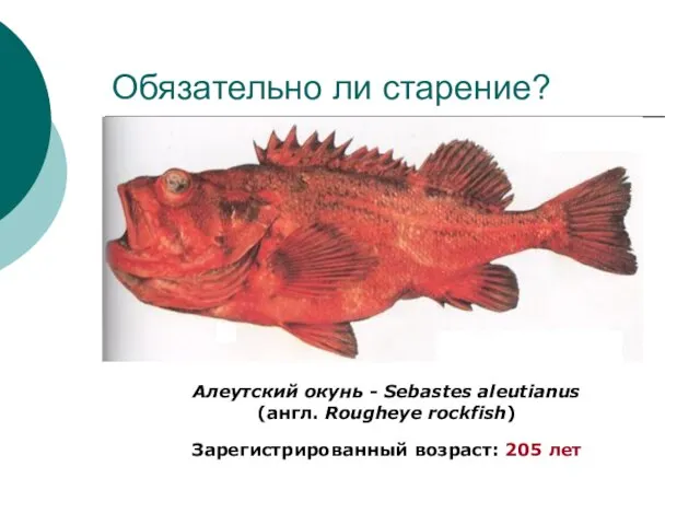 Обязательно ли старение? Алеутский окунь - Sebastes aleutianus (англ. Rougheye rockfish) Зарегистрированный возраст: 205 лет