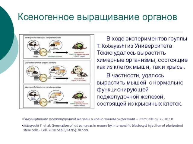 Ксеногенное выращивание органов В ходе экспериментов группы T. Kobayashi из Университета Токио