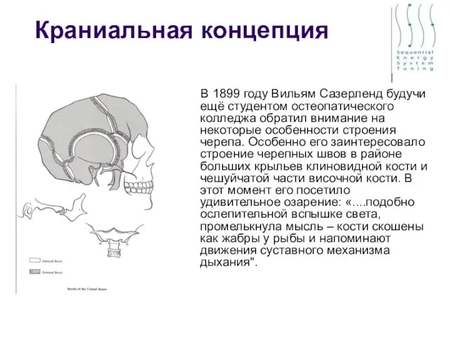 Краниальная концепция В 1899 году Вильям Сазерленд будучи ещё студентом остеопатического колледжа