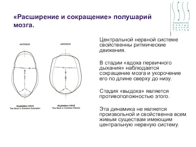 «Расширение и сокращение» полушарий мозга. Центральной нервной системе свойственны ритмические движения. В