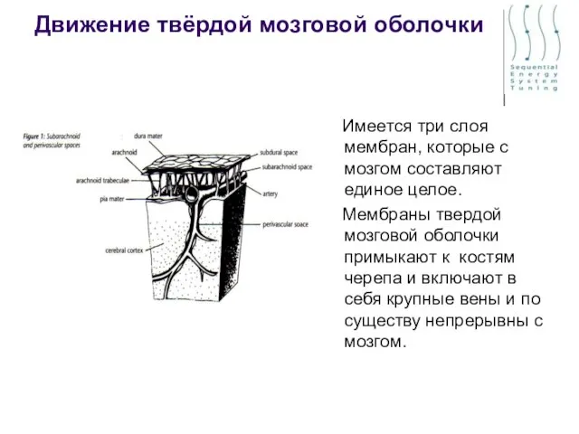 Движение твёрдой мозговой оболочки Имеется три слоя мембран, которые с мозгом составляют