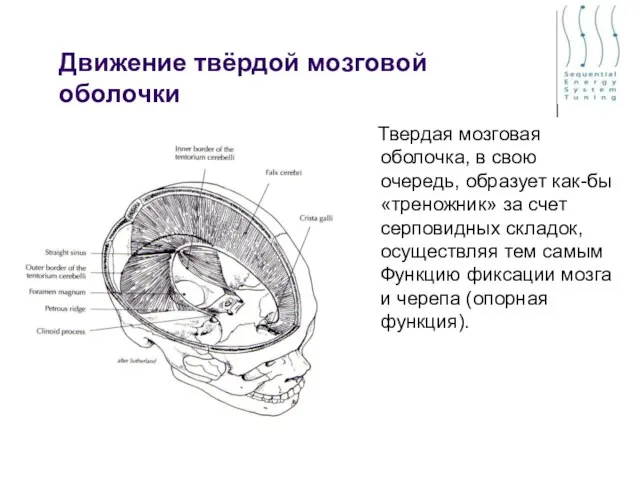 Движение твёрдой мозговой оболочки Твердая мозговая оболочка, в свою очередь, образует как-бы