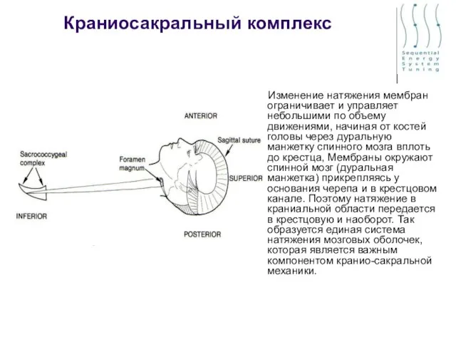 Краниосакральный комплекс Изменение натяжения мембран ограничивает и управляет небольшими по объему движениями,