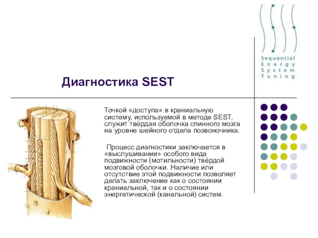 Диагностика SEST Точкой «доступа» в краниальную систему, используемой в методе SEST, служит