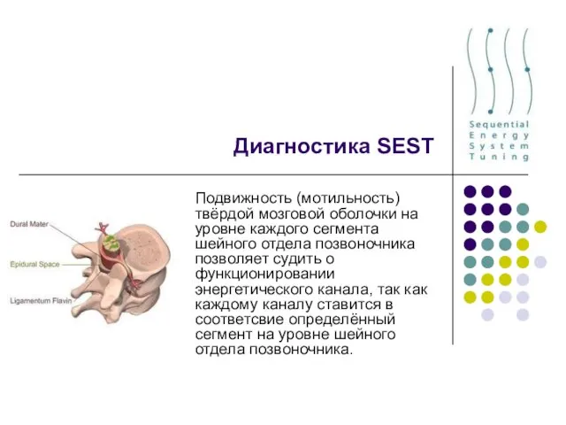 Диагностика SEST Подвижность (мотильность) твёрдой мозговой оболочки на уровне каждого сегмента шейного