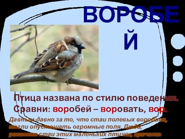 ВОРОБЕЙ Птица названа по стилю поведения. Сравни: воробей – воровать, вор. Давным-давно