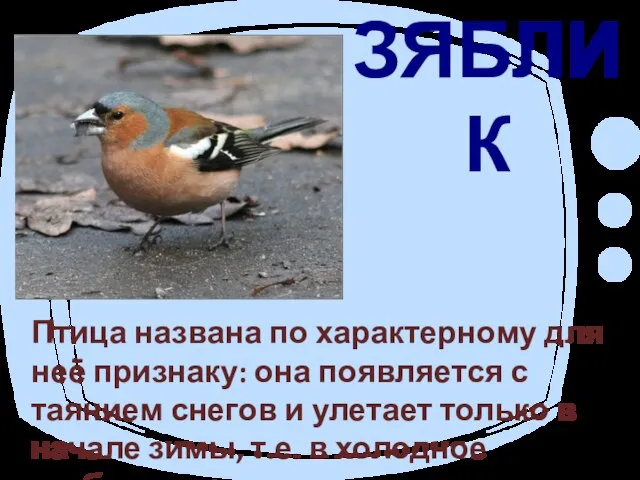 ЗЯБЛИК Птица названа по характерному для неё признаку: она появляется с таянием