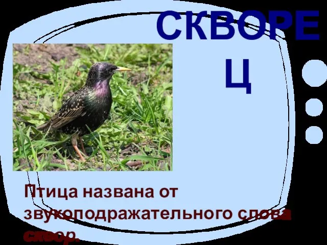 СКВОРЕЦ Птица названа от звукоподражательного слова сквор.