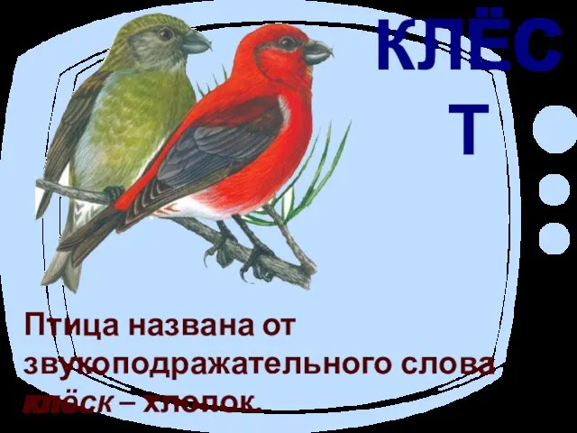 КЛЁСТ Птица названа от звукоподражательного слова клёск – хлопок.