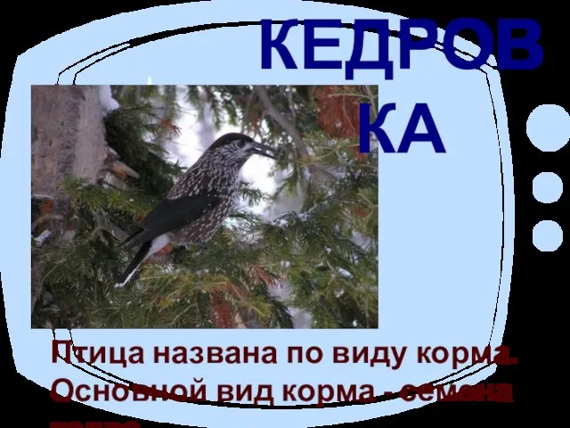 КЕДРОВКА Птица названа по виду корма. Основной вид корма - семена кедра.