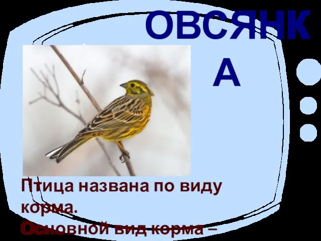 ОВСЯНКА Птица названа по виду корма. Основной вид корма – семена растения овсянки.