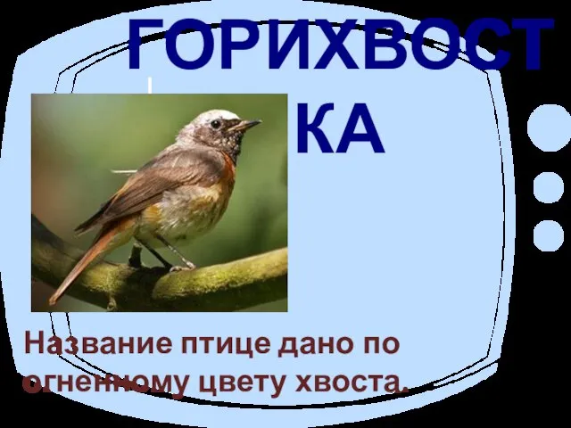 ГОРИХВОСТКА Название птице дано по огненному цвету хвоста.