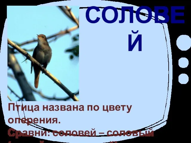 СОЛОВЕЙ Птица названа по цвету оперения. Сравни: соловей – соловый (серый, желтоватый)