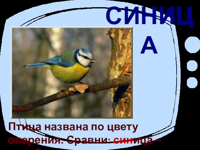 СИНИЦА Птица названа по цвету оперения. Сравни: синица – синий.