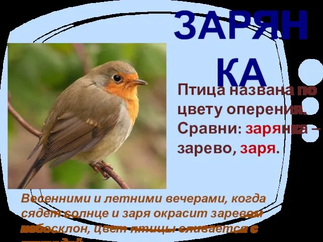 ЗАРЯНКА Птица названа по цвету оперения. Сравни: зарянка – зарево, заря. Весенними