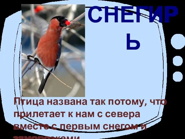 СНЕГИРЬ Птица названа так потому, что прилетает к нам с севера вместе