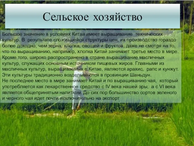 Сельское хозяйство Большое значение в условиях Китая имеет выращивание технических культур. В