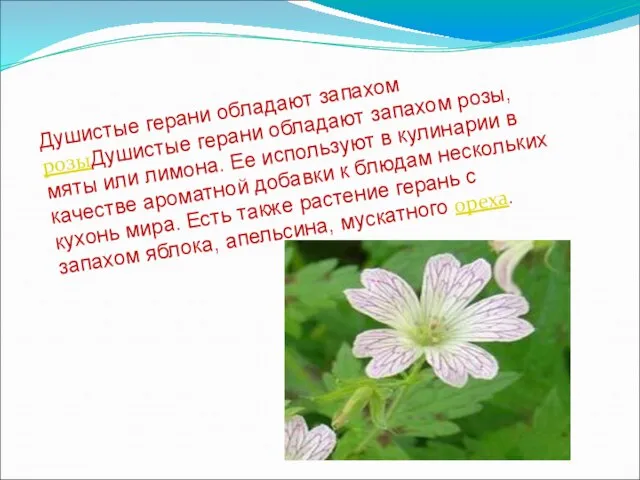 Душистые герани обладают запахом розыДушистые герани обладают запахом розы, мяты или лимона.