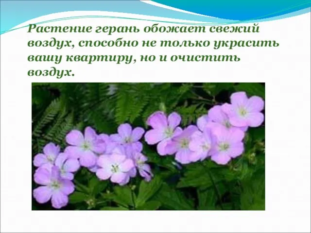 Растение герань обожает свежий воздух, способно не только украсить вашу квартиру, но и очистить воздух.