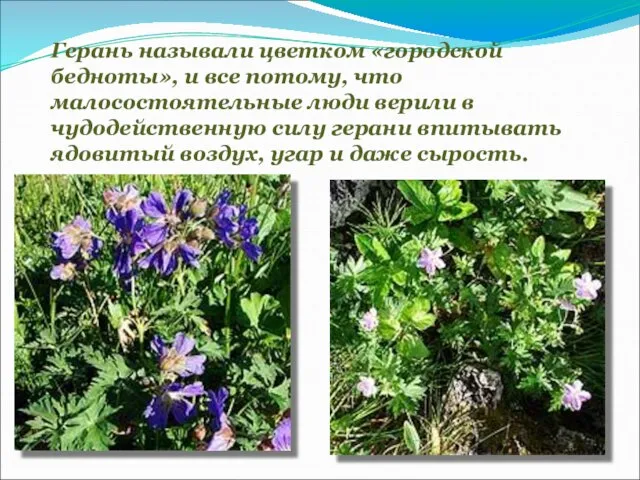 Герань называли цветком «городской бедноты», и все потому, что малосостоятельные люди верили