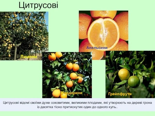 Цитрусові Лимони Грейпфрути Мандарини Апельсини