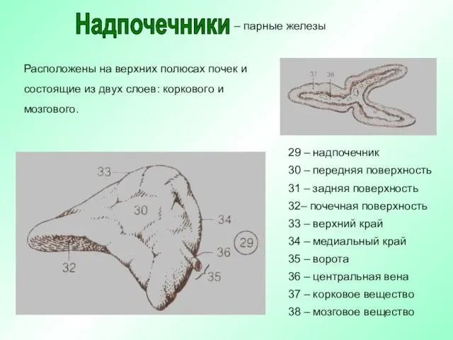 Расположены на верхних полюсах почек и состоящие из двух слоев: коркового и