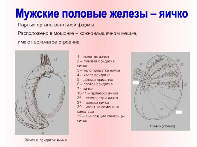 Парные органы овальной формы Расположено в мошонке – кожно-мышечном мешке, имеют дольчатое