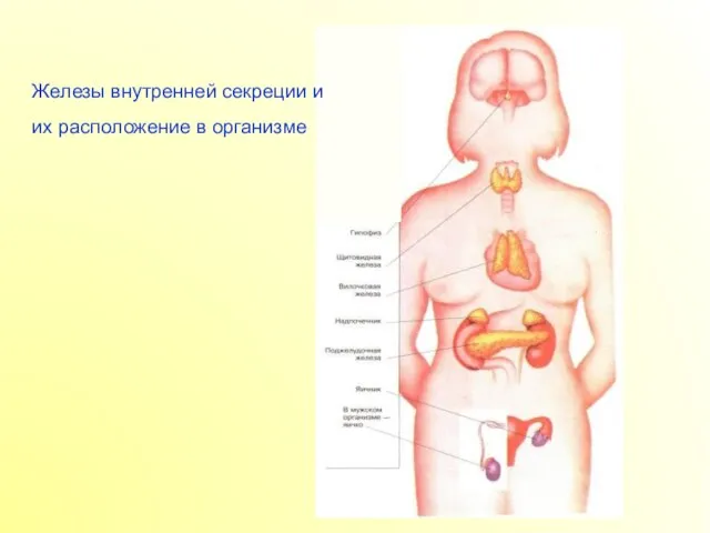 Железы внутренней секреции и их расположение в организме