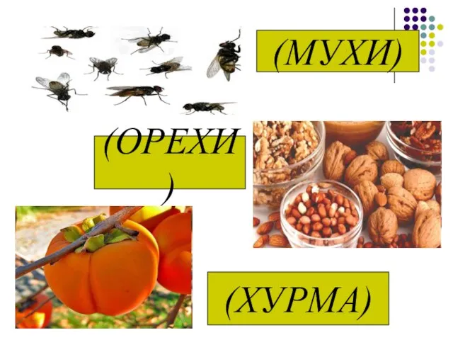 (МУХИ) (ОРЕХИ) (ХУРМА)