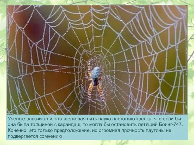Ученые рассчитали, что шелковая нить паука настолько крепка, что если бы она