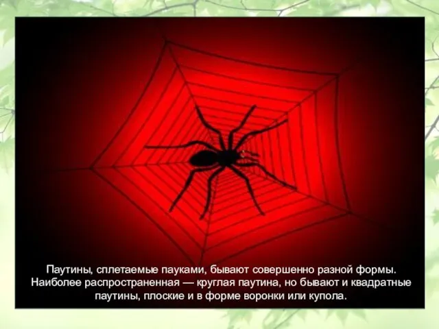 Паутины, сплетаемые пауками, бывают совершенно разной формы. Наиболее распространенная — круглая паутина,