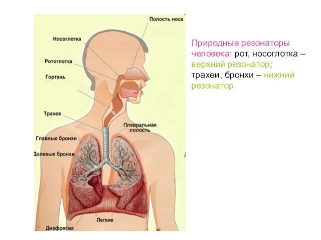 Природные резонаторы человека: рот, носоглотка – верхний резонатор; трахеи, бронхи – нижний резонатор.