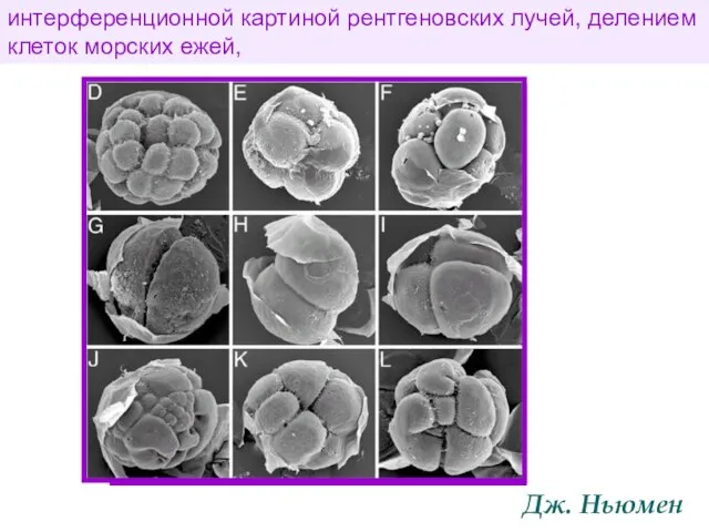 интерференционной картиной рентгеновских лучей, делением клеток морских ежей, Дж. Ньюмен