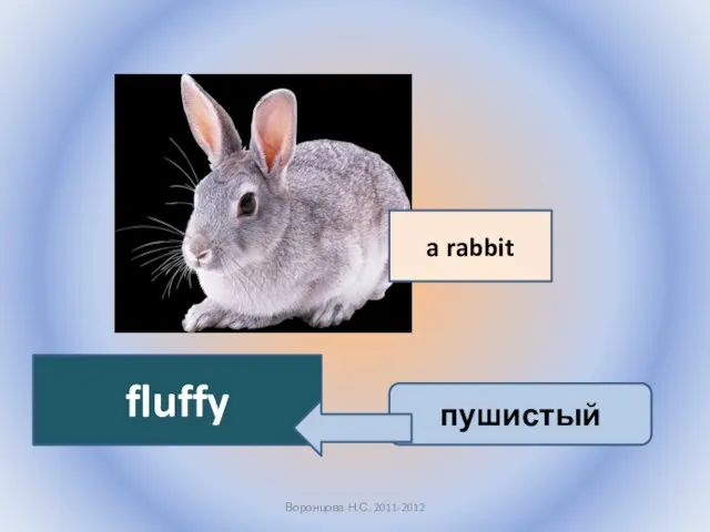 Воронцова Н.С. 2011-2012 a rabbit fluffy пушистый
