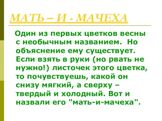 МАТЬ – И - МАЧЕХА Один из первых цветков весны с необычным