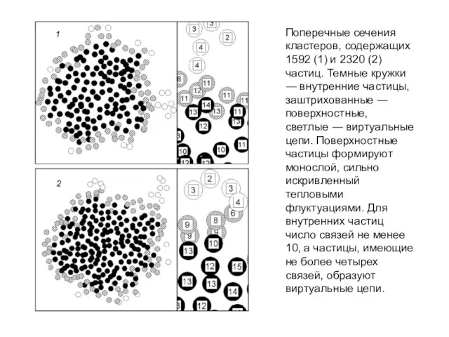 Поперечные сечения кластеров, содержащих 1592 (1) и 2320 (2) частиц. Темные кружки