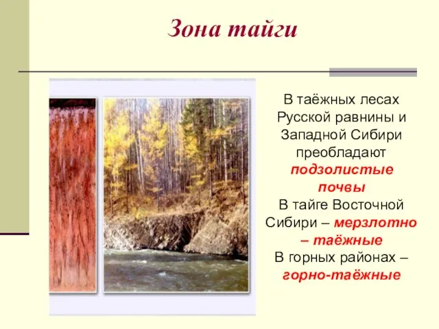 Зона тайги В таёжных лесах Русской равнины и Западной Сибири преобладают подзолистые