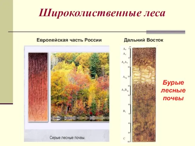 Широколиственные леса Европейская часть России Дальний Восток Бурые лесные почвы