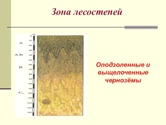 Зона лесостепей Оподзоленные и выщелоченные чернозёмы