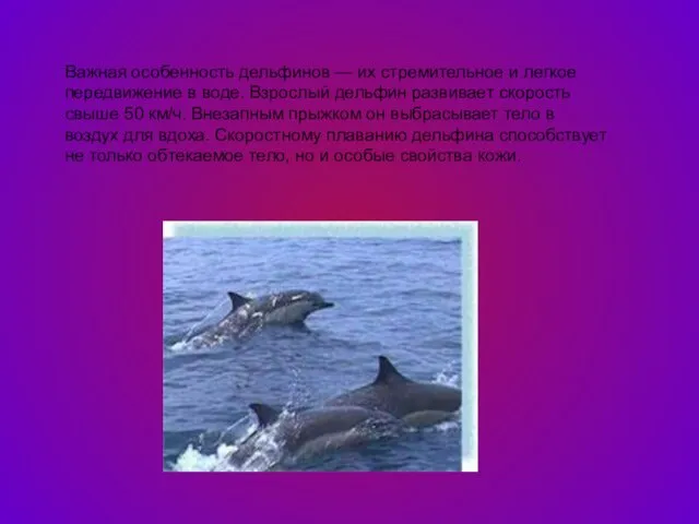 Важная особенность дельфинов — их стремительное и легкое передвижение в воде. Взрослый