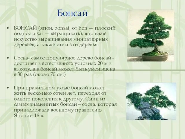 Бонсай БОНСАЙ (япон. bonsai, от bon — плоский поднос и sai —