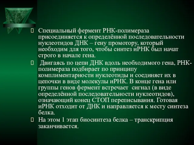 Специальный фермент РНК-полимераза присоединяется к определённой последовательности нуклеотидов ДНК – гену промотору,