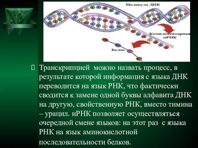 Транскрипцией можно назвать процесс, в результате которой информация с языка ДНК переводится