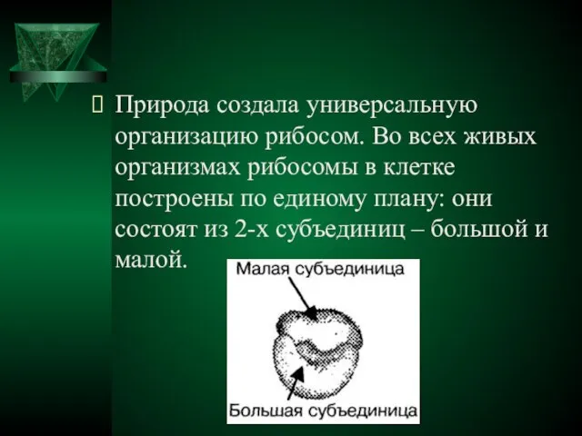 Природа создала универсальную организацию рибосом. Во всех живых организмах рибосомы в клетке