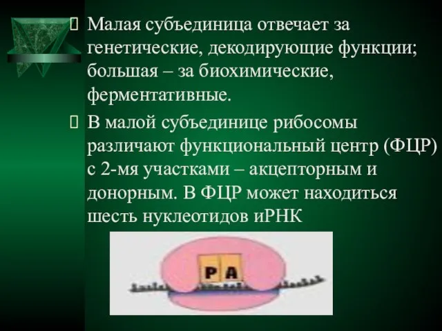 Малая субъединица отвечает за генетические, декодирующие функции; большая – за биохимические, ферментативные.