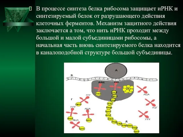 В процессе синтеза белка рибосома защищает иРНК и синтезируемый белок от разрушающего