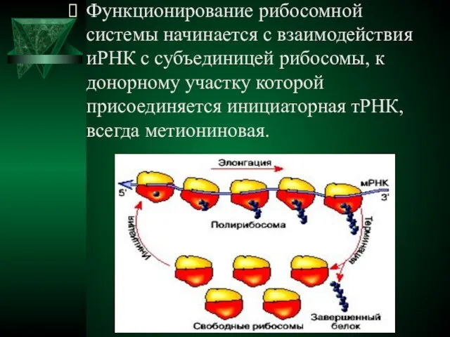 Функционирование рибосомной системы начинается с взаимодействия иРНК с субъединицей рибосомы, к донорному