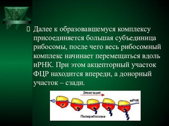 Далее к образовавшемуся комплексу присоединяется большая субъединица рибосомы, после чего весь рибосомный