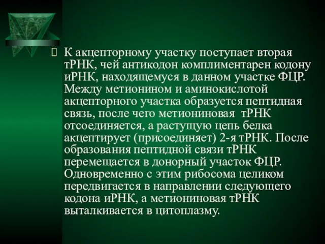 К акцепторному участку поступает вторая тРНК, чей антикодон комплиментарен кодону иРНК, находящемуся